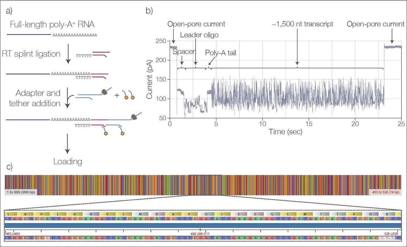 Comparison Between Illumina and Nanopore Sequencing Technologies